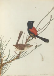 Scharlachroter und schwarzer Waldsänger. Lewin, John. Vögel von New South Wales mit ihrer Naturgeschichte. Sydney